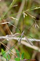 Foto af Mosestankelben (Tipula paludosa) | Han