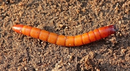 Foto af Ectinus aterrimus (Ectinus aterrimus) | Larve