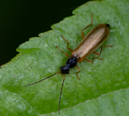 Foto af Rhagonycha lignosa (Rhagonycha lignosa) | Standardfoto