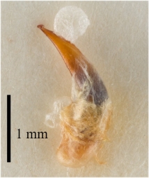 Foto af Skovmarkløber (Harpalus xanthopus) | Standardfoto