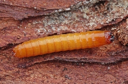 Foto af Actenicerus sjaelandicus (Actenicerus sjaelandicus) | Larve