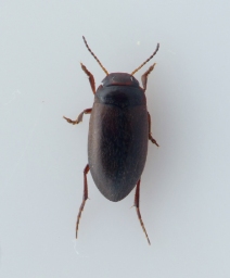 Foto af Hydroporus elongatulus (Hydroporus elongatulus) | Standardfoto