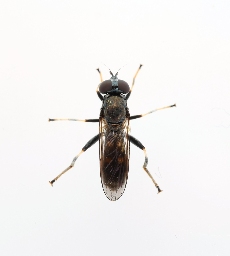 Foto af Skinnende træsvirreflue (Xylota meigeniana) | Standardfoto