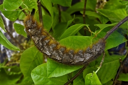 Foto af Kobberbrun spinder (Gastropacha quercifolia) | Larve