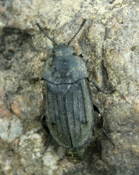 Foto af Matsort ådselbille (Aclypea opaca) | Standardfoto