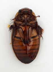 Foto af Rundhoftet vandkalv (Dytiscus dimidiatus) | Han