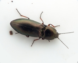 Foto af Kobbersmælder (Selatosomus aeneus) | Standardfoto