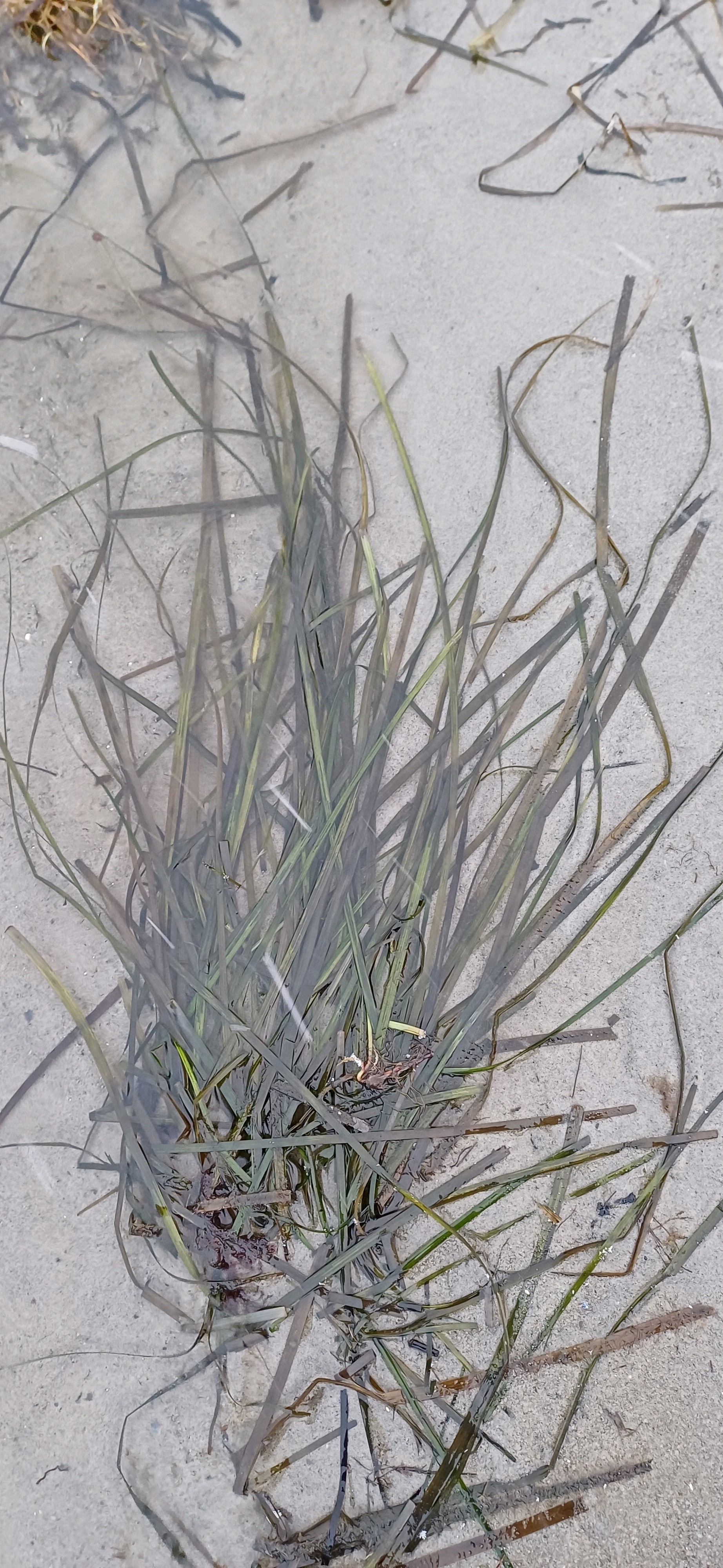 Common eelgrass