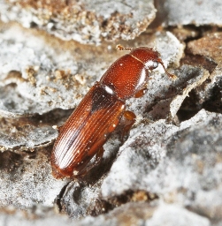 Foto af Rhizophagus depressus (Rhizophagus depressus) | Standardfoto