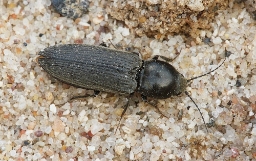 Foto af Dicronychus equisetioides (Dicronychus equisetioides) | Standardfoto