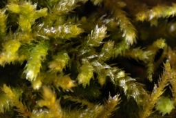 Foto af Stribet næbmos (Eurhynchium striatum)