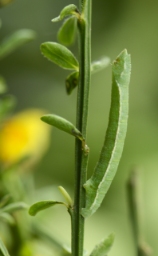 Foto af Grøn vissemåler (Pseudoterpna pruinata) | Larve