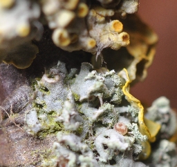 Foto af Grøn lav-ugle (Cryphia algae) | Æg