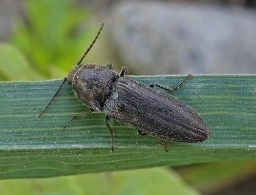 Foto af Almindelig græssmælder (Cidnopus pilosus) | Standardfoto