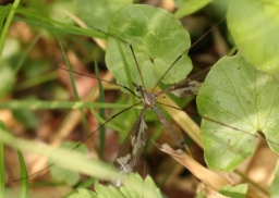 Foto af Kæmpestankelben (Tipula maxima) | Han