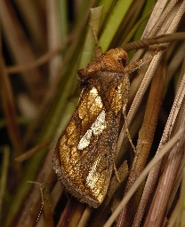 Foto af Svingelugle (Plusia festucae) | Hun