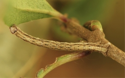 Foto af Frugttræ-barkmåler (Peribatodes rhomboidaria) | Larve