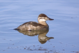 Foto af Amerikansk skarveand (Oxyura jamaicensis) | Hun
