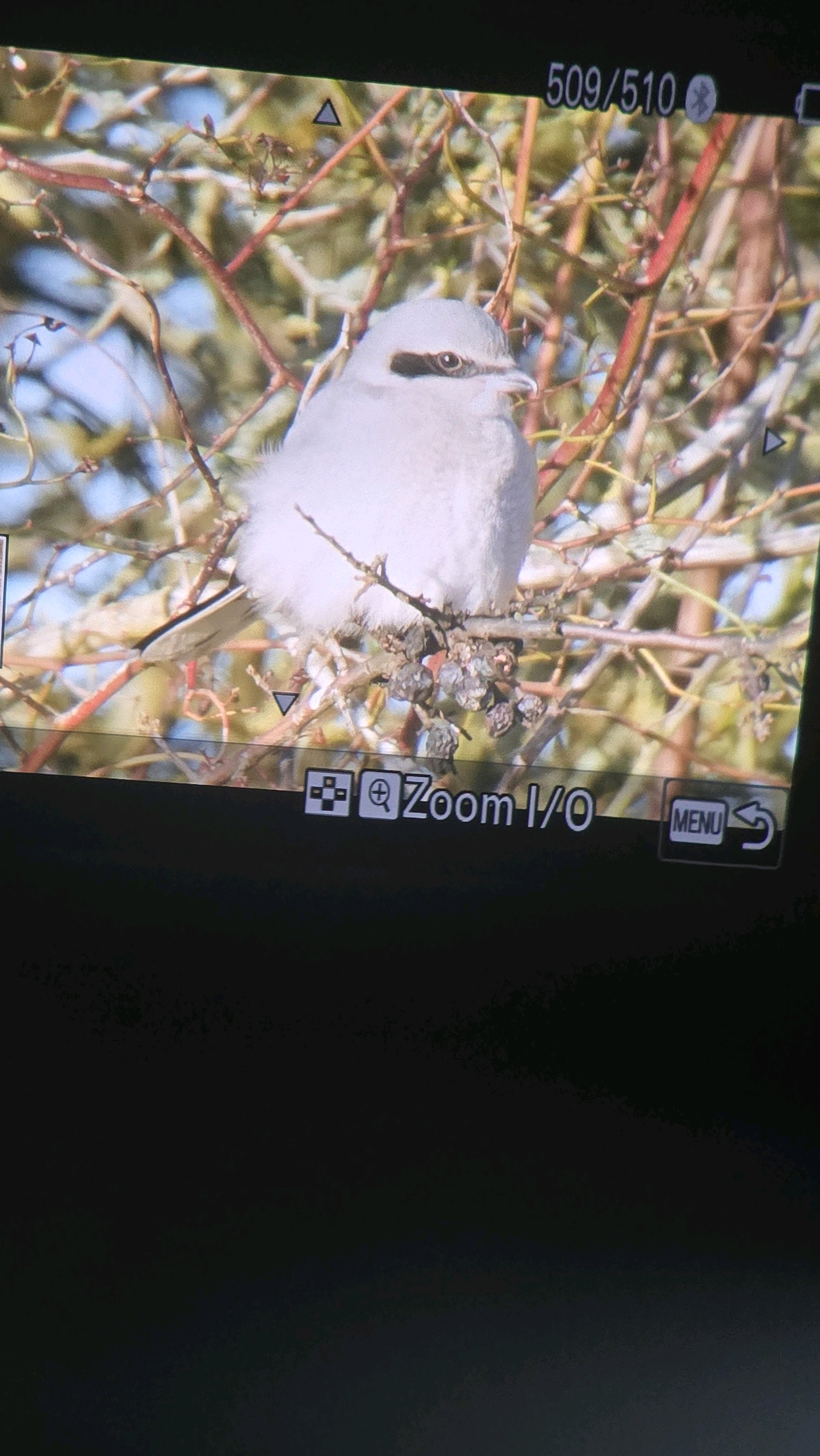 Great Grey Shrike (Lanius excubitor), photo 10