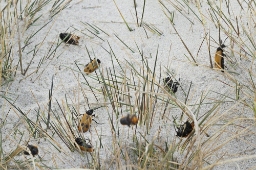 Foto af Klitplasterbille (Apalus bimaculatus) | Standardfoto