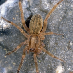 Foto af Liocranoeca striata (Liocranoeca striata) | Jørgen Lissner