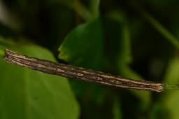 Foto af Klematismåler (Melanthia procellata) | Larve