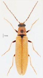Foto af Almindelig sirsmælder (Denticollis linearis) | Han