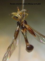 Foto af Sibirisk barksvirreflue (Sphegina sibirica) | Detalje