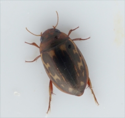 Foto af Gulstribet åvandkalv (Platambus maculatus) | Standardfoto