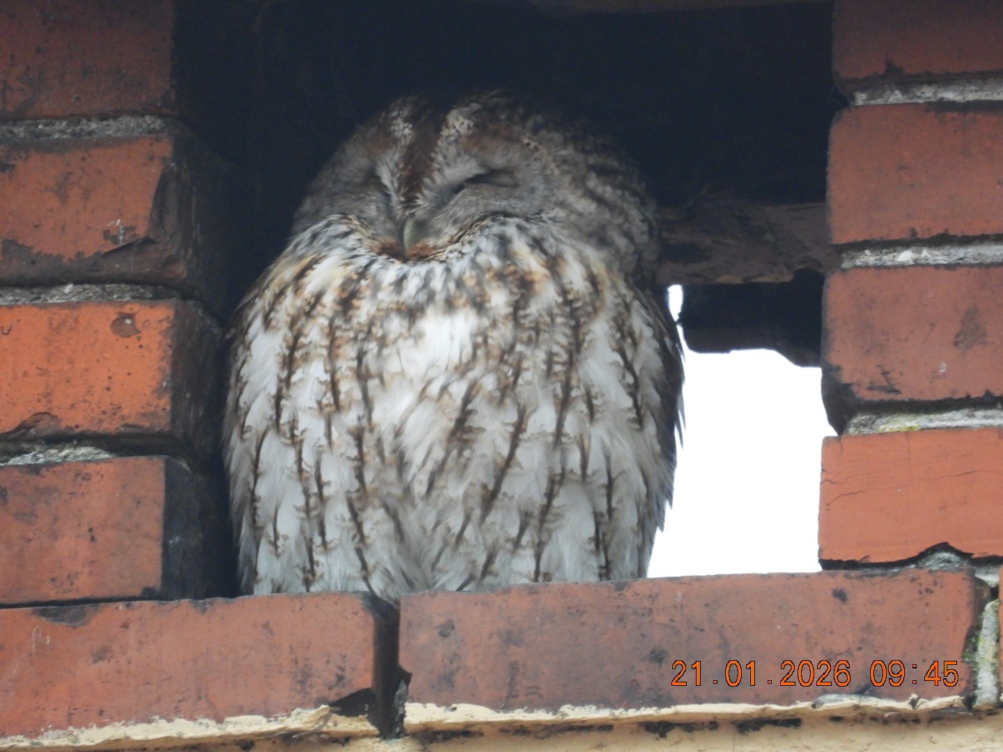 Tawny Owl (Strix aluco), photo 6