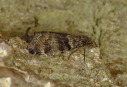 Foto af Poppeldagmåler (Archiearis notha) | Hun