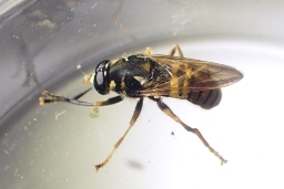 Foto af Gul vedsvirreflue (Temnostoma vespiforme) | Han