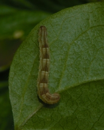 Foto af V-dværgmåler (Chloroclystis v-ata) | Larve