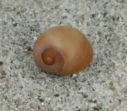 Foto af Butspiret strandsnegl (Littorina obtusata)