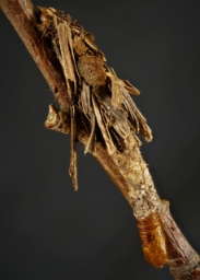 Foto af Storbladet sækbærer (Canephora hirsuta) | Larve