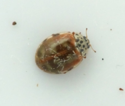 Foto af Gulrød mariehøne (Harmonia quadripunctata) | Standardfoto