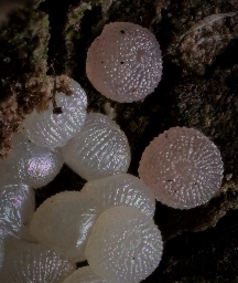 Foto af Rødhovedet overvintringsugle (Conistra erythrocephala) | Æg