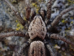 Foto af Berlandina cinerea (Berlandina cinerea) | Han
