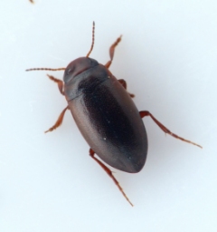 Foto af Hydroporus gyllenhalii (Hydroporus gyllenhalii) | Standardfoto