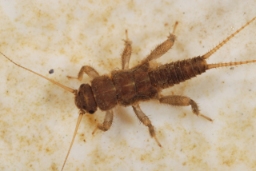 Foto af Nemoura flexuosa (Nemoura flexuosa) | Nymfe