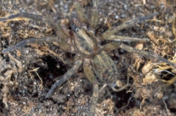Foto af Agroeca lusatica (Agroeca lusatica) | Han