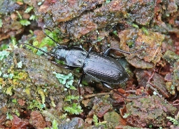 Foto af Bronzejordløber (Pterostichus oblongopunctatus) | Standardfoto