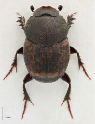 Foto af Lille møggraver (Onthophagus similis) | Standardfoto
