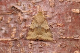 Foto af Cikorieugle (Heliothis viriplaca) | Hun