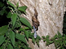 Foto af Pantersnegl (Limax maximus) | Philippe Provencal