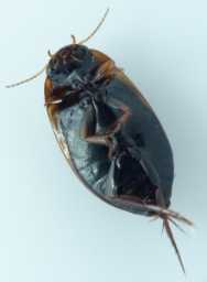 Foto af Agabus sturmii (Agabus sturmii) | Standardfoto