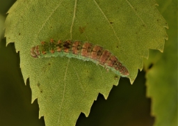 Foto af Birkeseglvinge (Drepana falcataria) | Larve