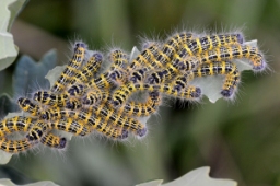 Foto af Måneplet (Phalera bucephala) | Larve