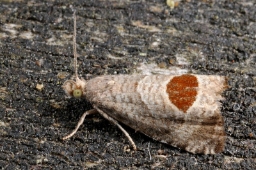 Foto af Brombærvikler (Notocelia uddmanniana) | Standardfoto