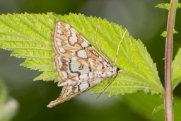 Foto af Åkandehalvmøl (Elophila nymphaeata) | Standardfoto